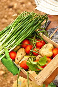 Holding a box of vegetables freshly picked from the garden